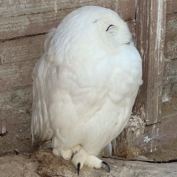 しりあがり寿ん次郎